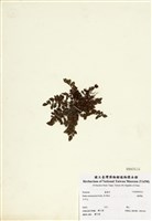 藏品(臺灣莓)的圖片